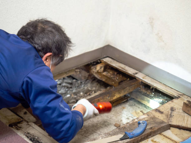 Best Office Mold Removal Services  in Vinings, GA