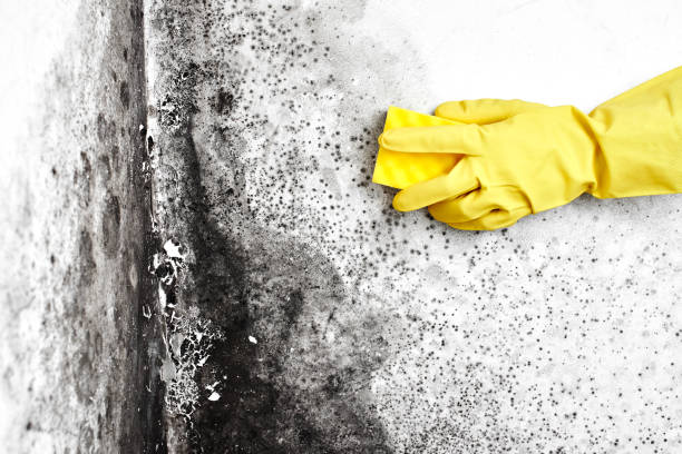Professional Mold Removal in Vinings, GA