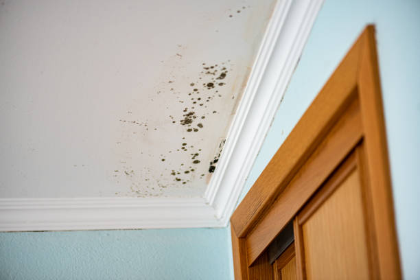 Best Mold Inspection  in Vinings, GA