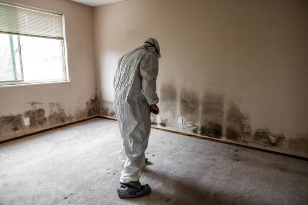 Best Toxic Mold Removal  in Vinings, GA