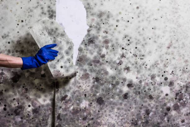 Best Professional Mold Removal  in Vinings, GA