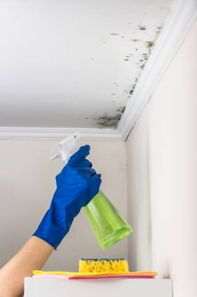 Best Mold Damage Repair  in Vinings, GA