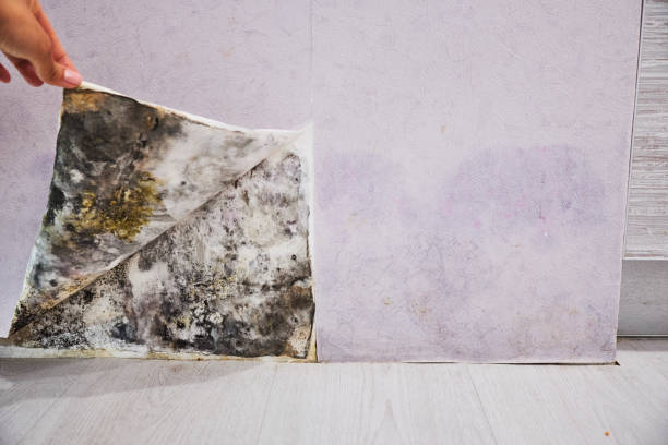 Best Mold Remediation  in Vinings, GA